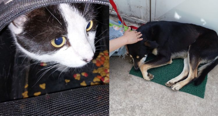 Humanada animal | Instagram