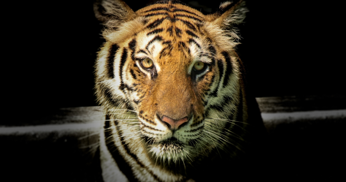 Éste es el año del Tigre de Agua según el Horóscopo Chino