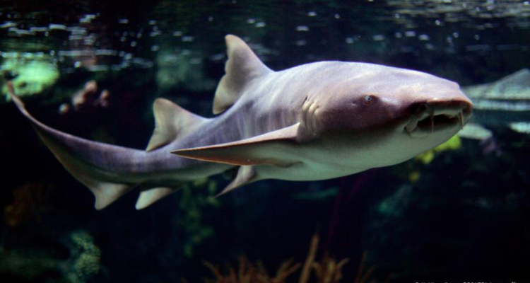 Anticuerpos de tiburones para neutralizar covid-19