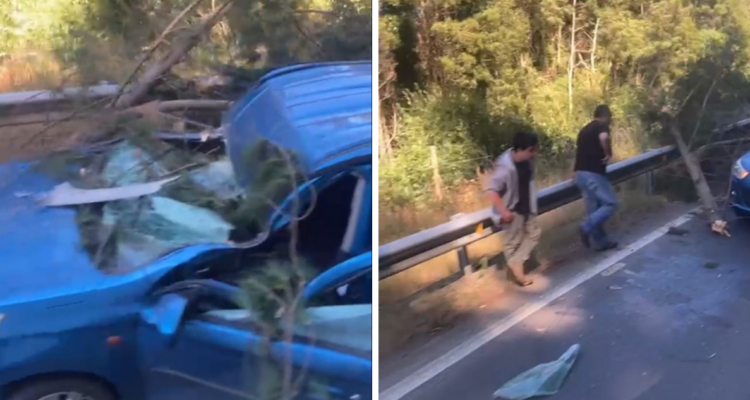 Árbol cae sobre vehículo en Cañete