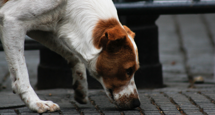 Nuevo ataque de perros en Purranque genera reacciones