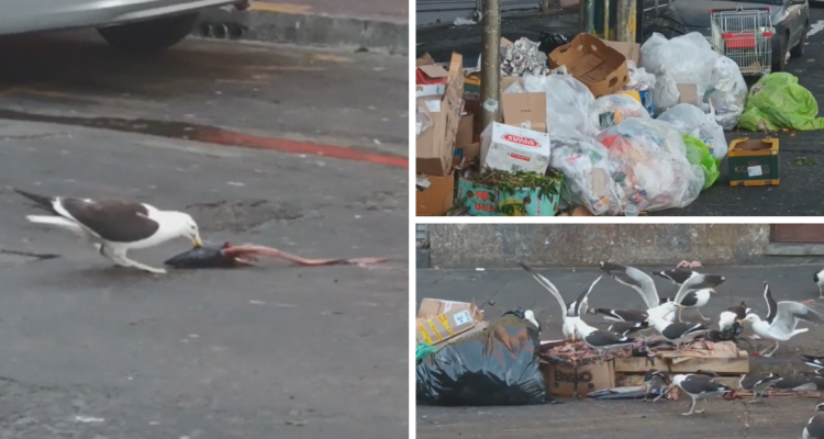 Basura amontonada en Concepción