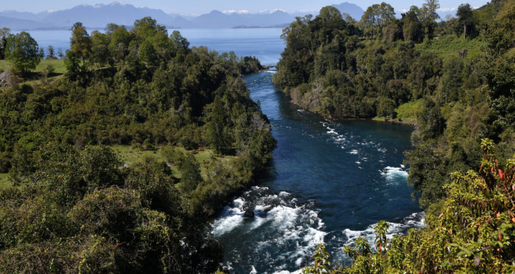 Bosques y Reforestación