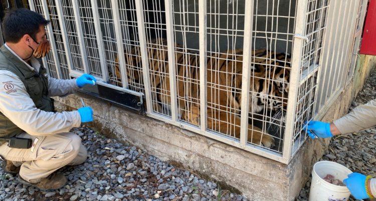 Tigre siendo vacunado contra el coronavirus