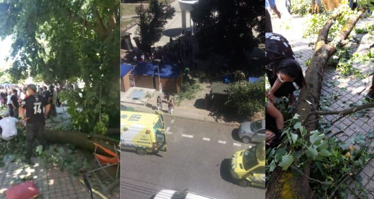 Caída de rama en Osorno deja tres personas lesionadas
