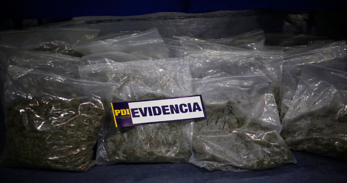 Incautación de Cannabis sufrió explosivo aumento este 2021