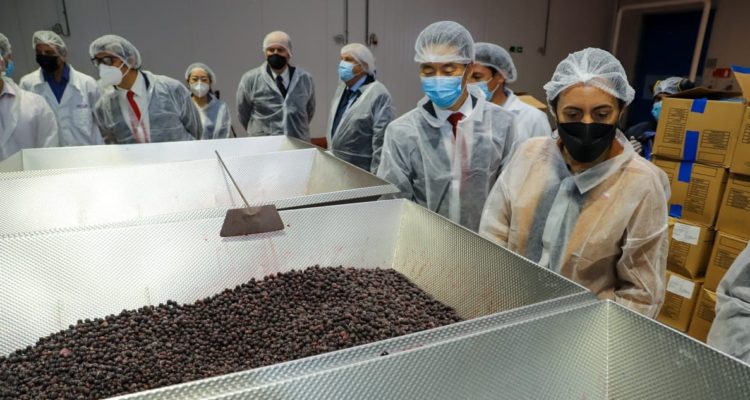 Los 17 tipos de frutas congeladas que exportará Chile a China tras firma de nuevo acuerdo