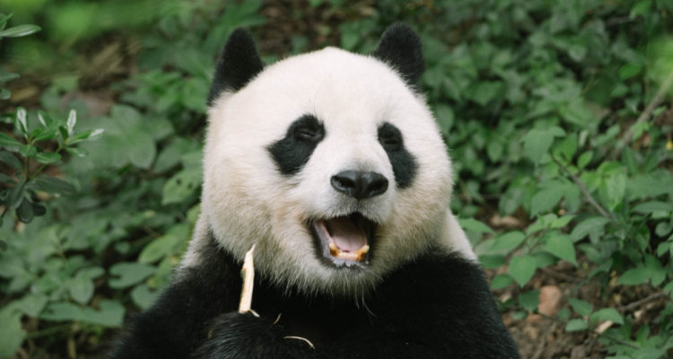 Panda Gigante