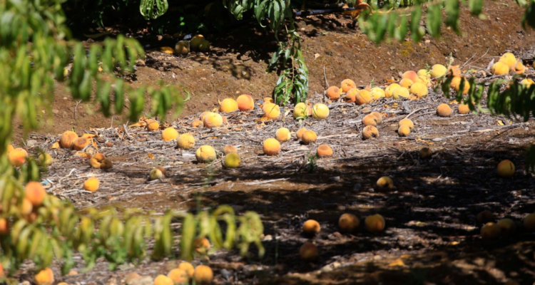 convencion-desmiente-norma-prohibicion-frutas