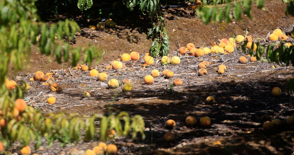 convencion-desmiente-norma-prohibicion-frutas