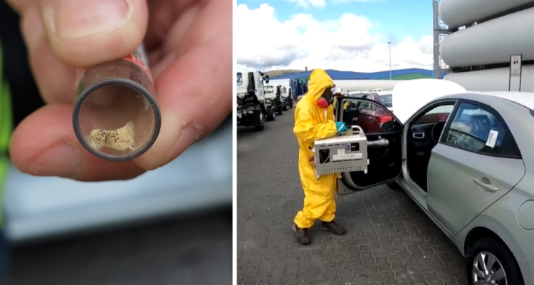 Plaga forestal en Puerto de Lirquen