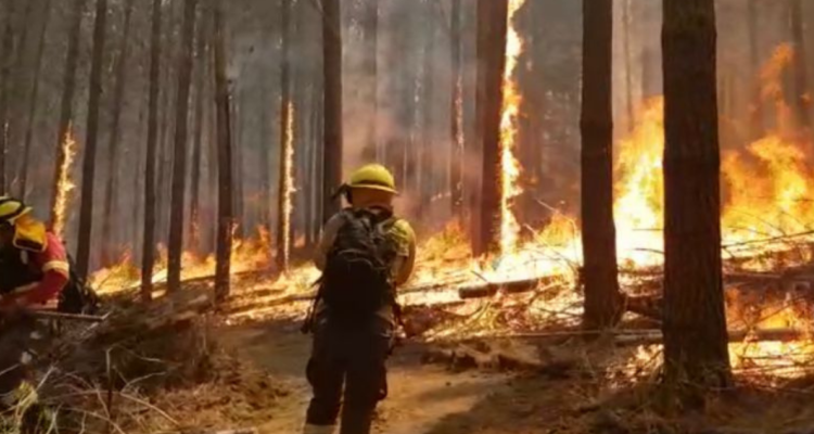Temido tridente que propició incendio en La Araucanía