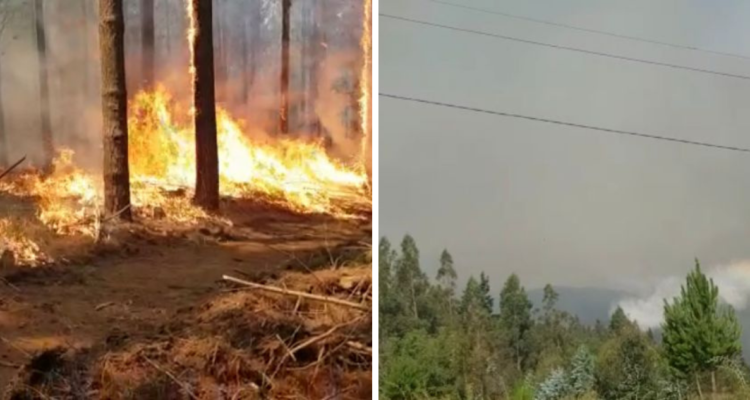 Delegado confirma intencionalidad de incendio forestal