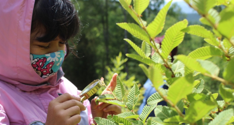 Aulas en bosque nativo