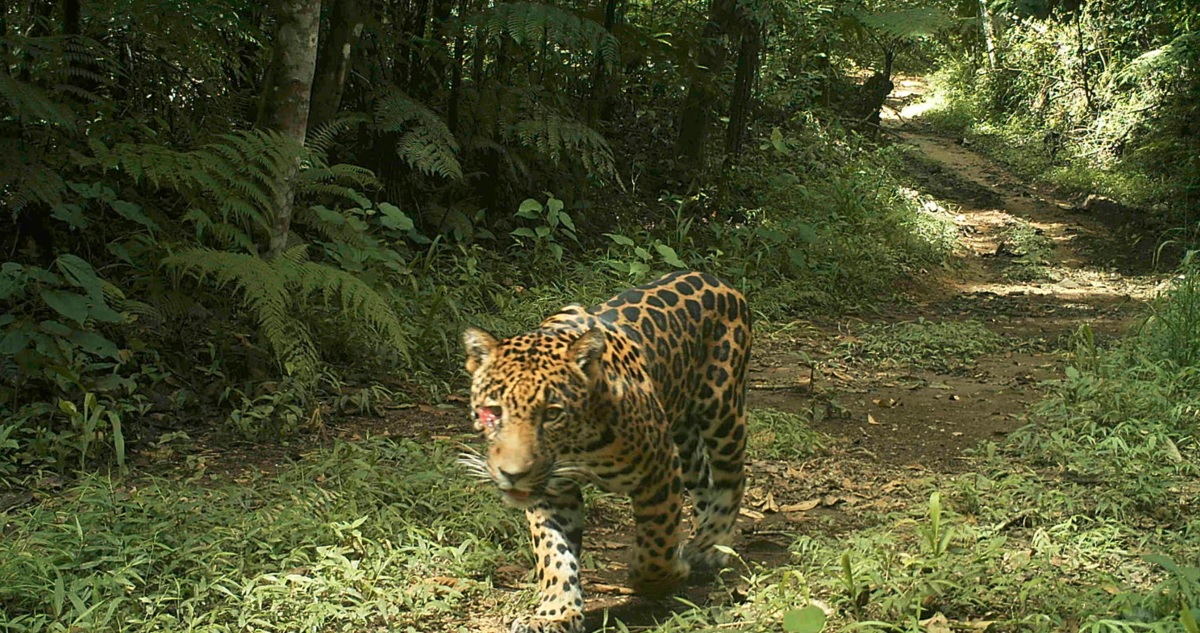 Jaguar en Colombia