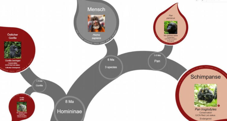 El árbol virtual de la vida