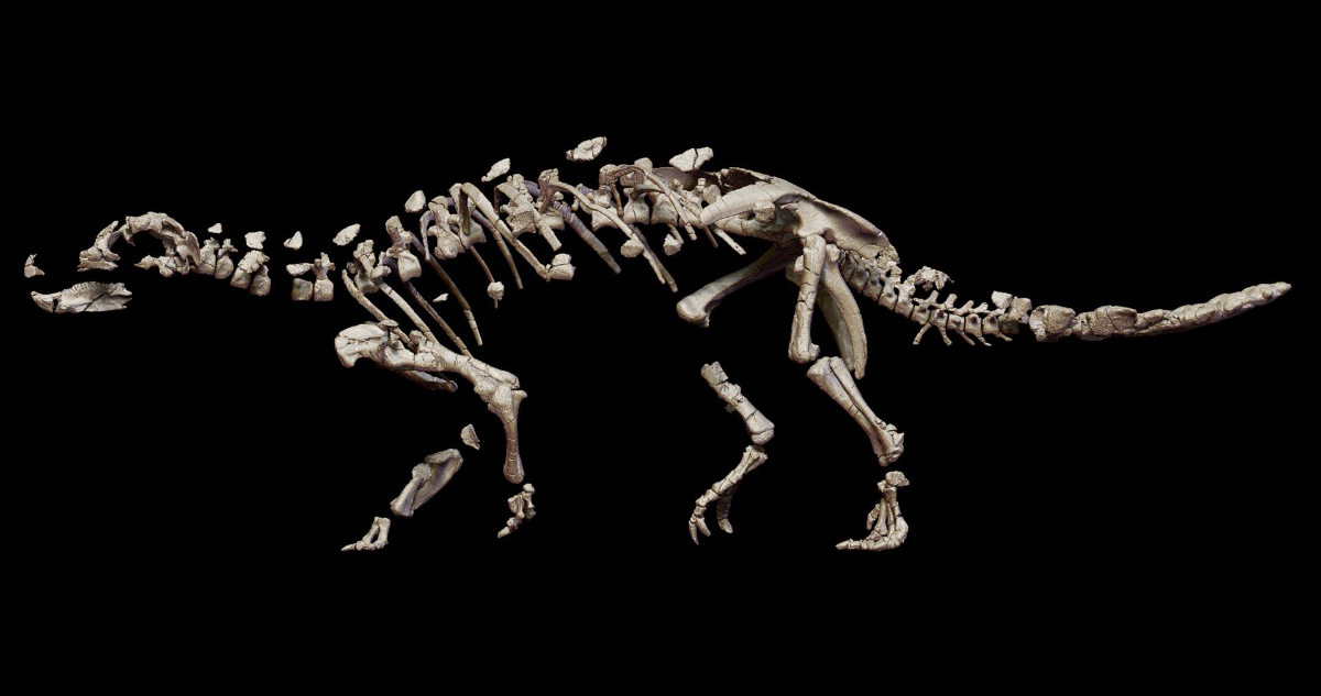 Foto de cómo se ve el esqueleto completo del dinosaurio.