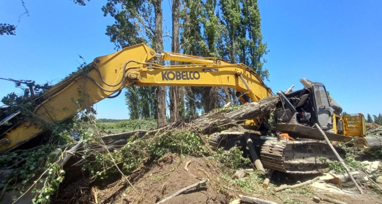 Excavadora y árbol caído