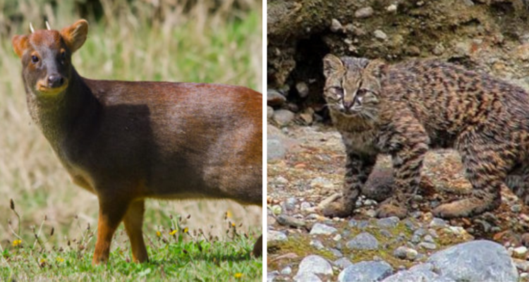 Fauna silvestre afectada por incendio en Bío Bío