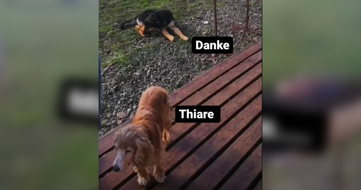 Danke y Thiare