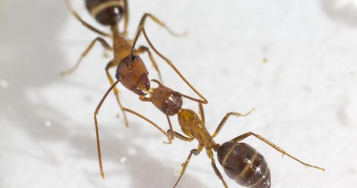 La trofalaxia y las hormigas