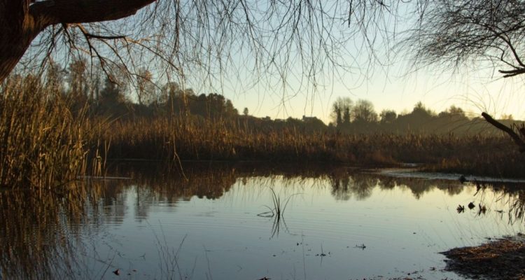 Reconocen humedales urbanos en Valdivia