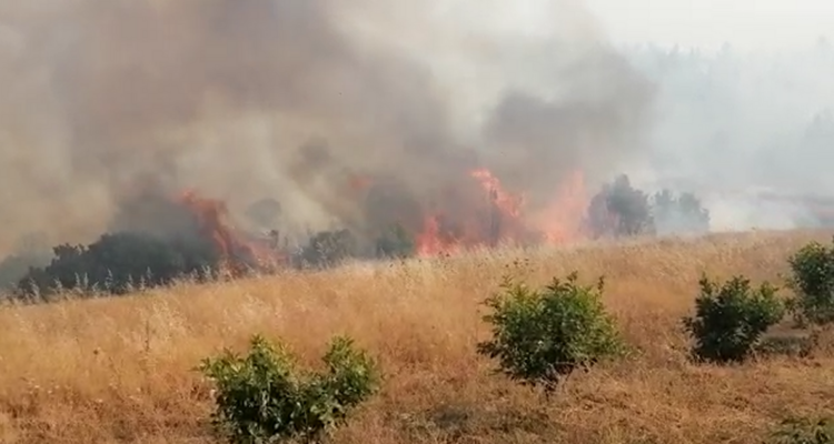 Pastizales siendo consumidos en incendio forestal de Quillón
