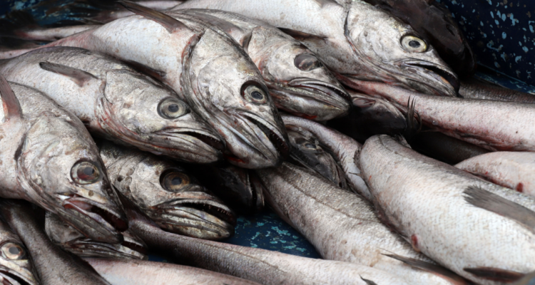 Decomisan pescado transportado ilegalmente