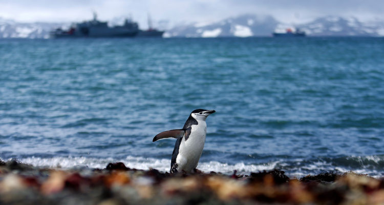 Imagen de un pingüino en Bahía de Fildes, Antártica.