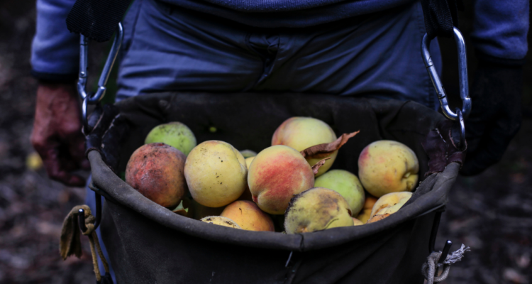 Imagen de un temporero cargando un canasto lleno de frutas