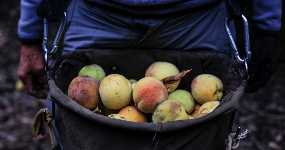 Imagen de un temporero cargando un canasto lleno de frutas