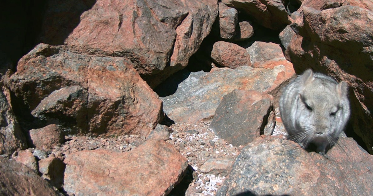 Chinchillas en Atacama