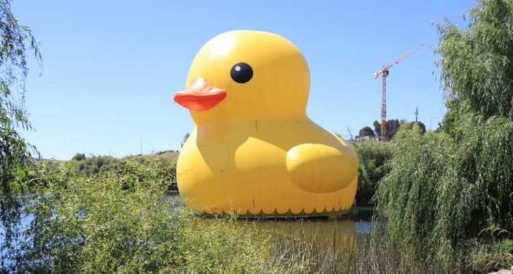 Pato de hule termina visita en Concepción