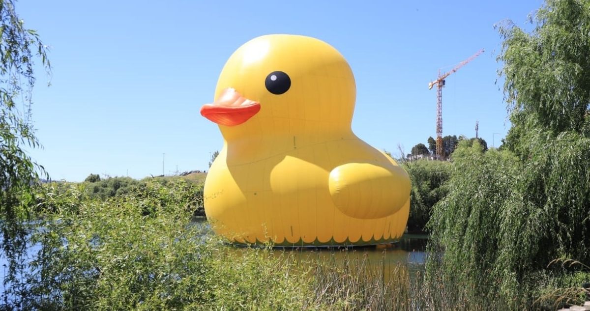 Pato de hule termina visita en Concepción