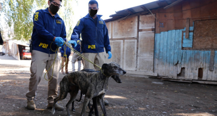 PDI ha investigado 21 casos de maltrato animal