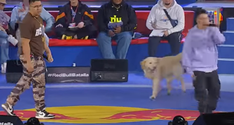 El perro Golden que apareció en la Batalla de los Gallos 2021.