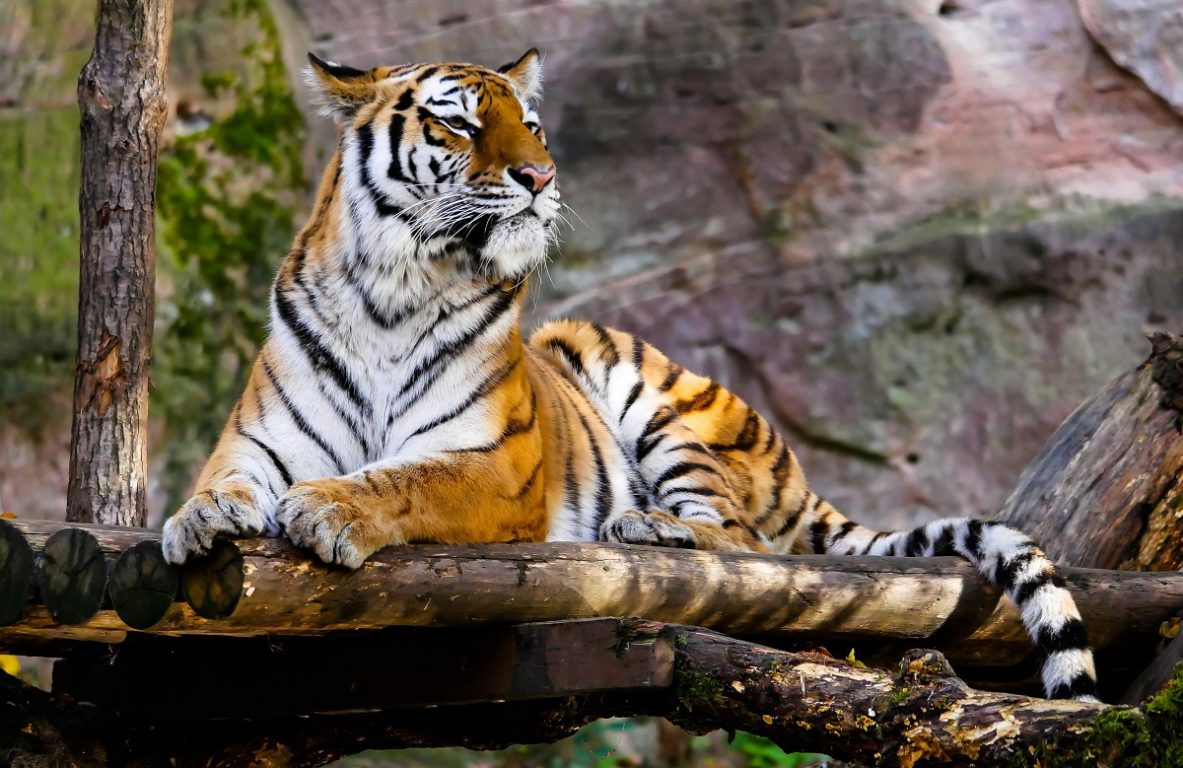 El Año del Tigre podría traer grandes cambios para la humanidad