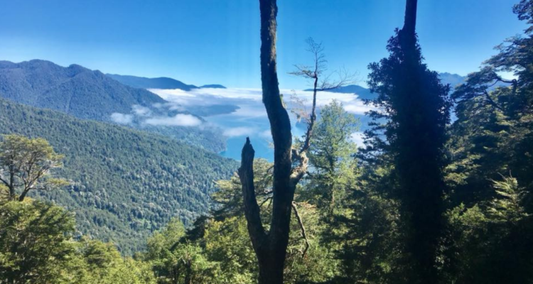 Reserva Nacional Mocho Choshuenco