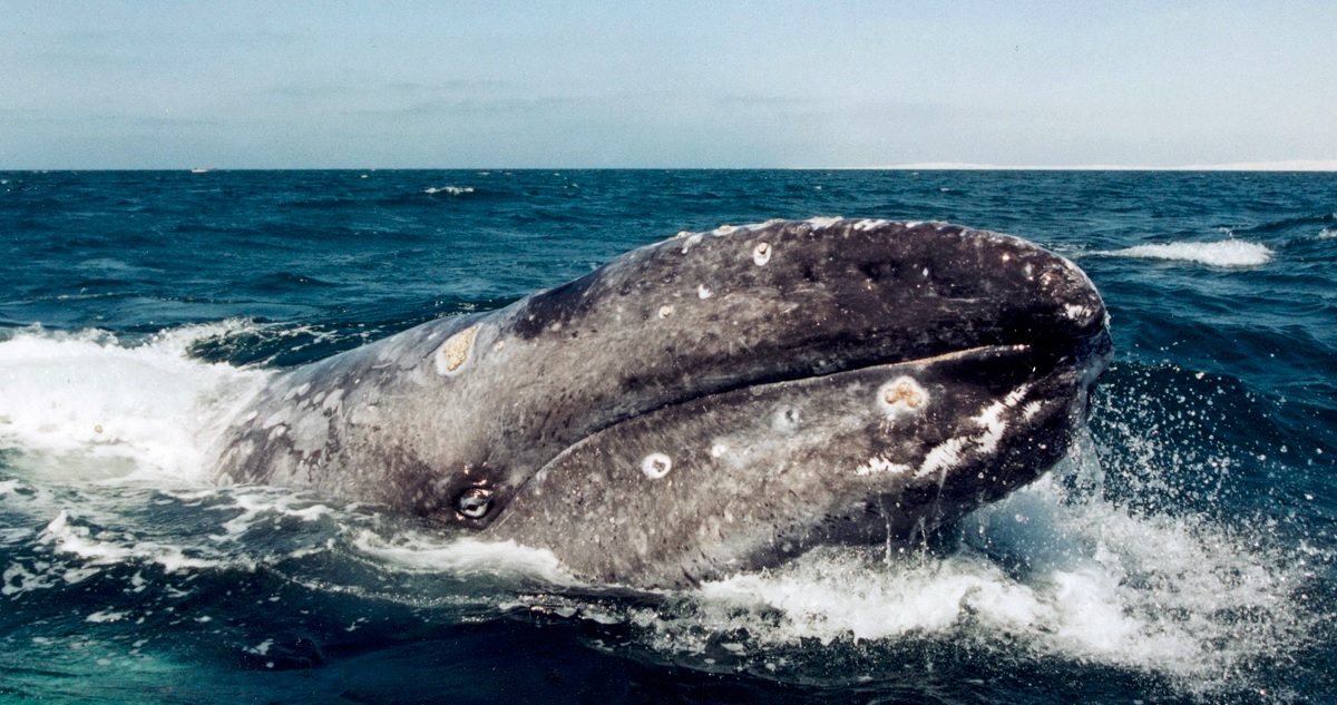 Foto de contexto de cetáceo en el mar por desmantelamiento de cárcel de ballenas en Rusia