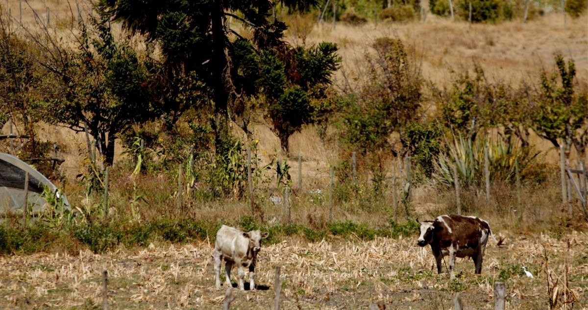 CONTEXTO | Agencia UNO