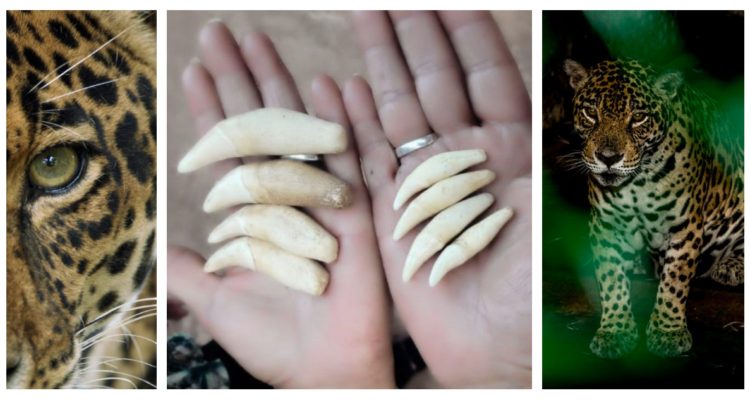 Fotos de dos ejemplares de jaguar y una de colmillos traficados de la especie