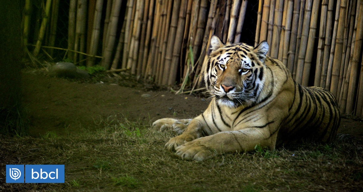 2022, el año del Tigre: qué dice el Horóscopo Chino 