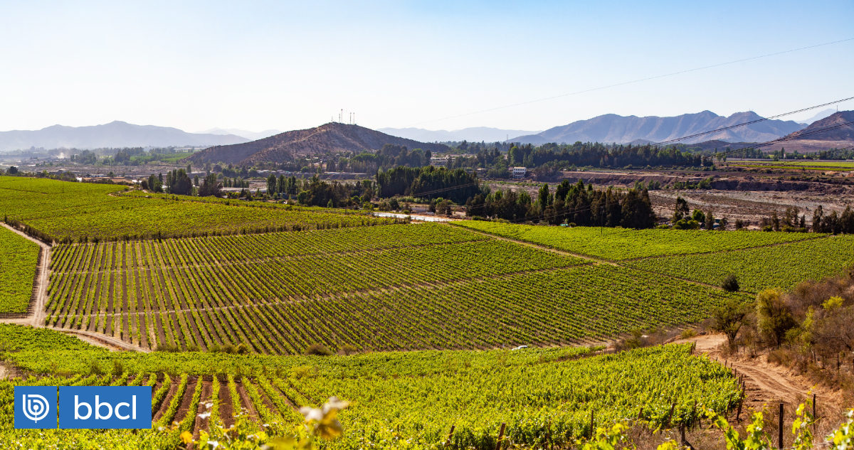 Das chilenische Weingut Besoain Wines bietet der Welt das Territorium der Maipo-Anden