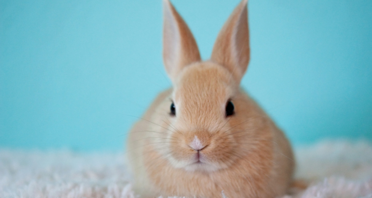 Prohíben testeo animal para fines cosméticos