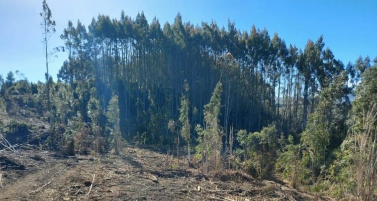 Trabajador muere en faena forestal