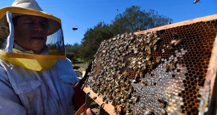 Dos mil seiscientos apicultores de La Araucanía beneficiados