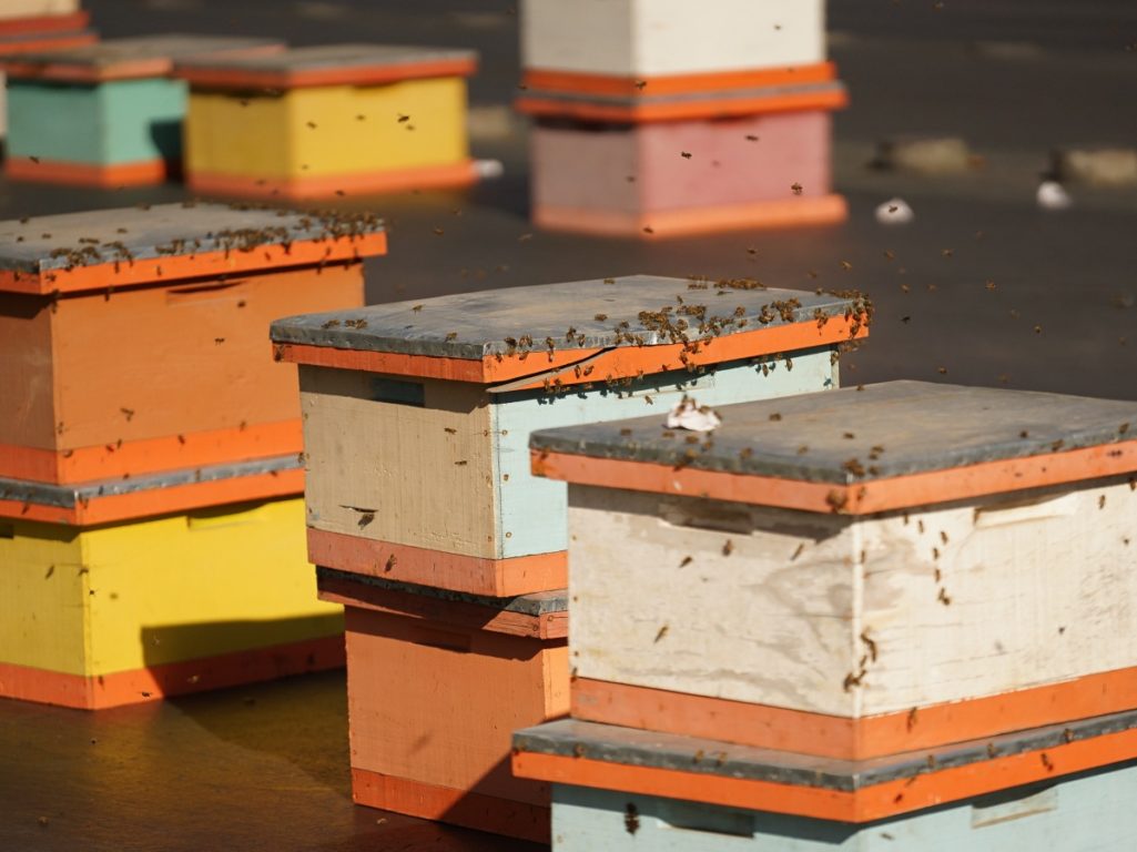 Apicultores protestaron en el exterior de La Moneda: llevaron 10 mil abejas