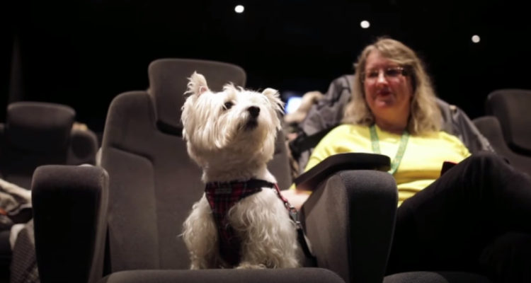 primer cine para perros en Reino Unido