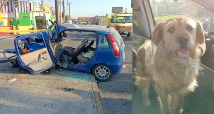 Conductor quedó en riesgo vital tras choque en Estación Central: su mascota fue rescatada