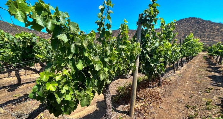 Agricultura sustentable y vinos con la biodiversidad de su entorno: la iniciativa de Viña Tarapacá